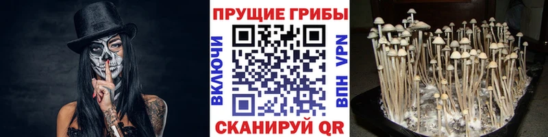 Псилоцибиновые грибы мицелий  МЕГА ТОР  Донецк 